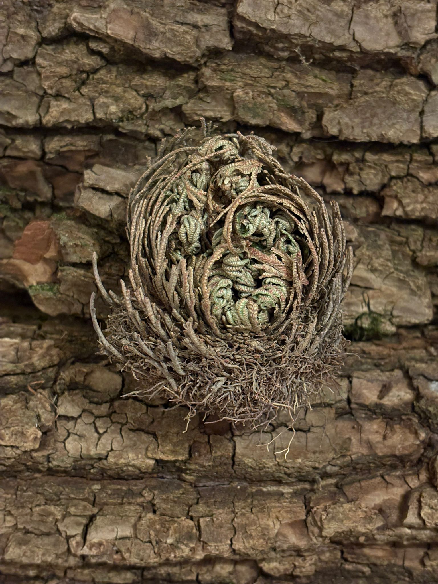 🌸 Rose de Jéricho – Plante de renaissance et de protection